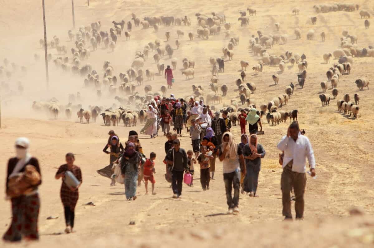 Yazidi genocide