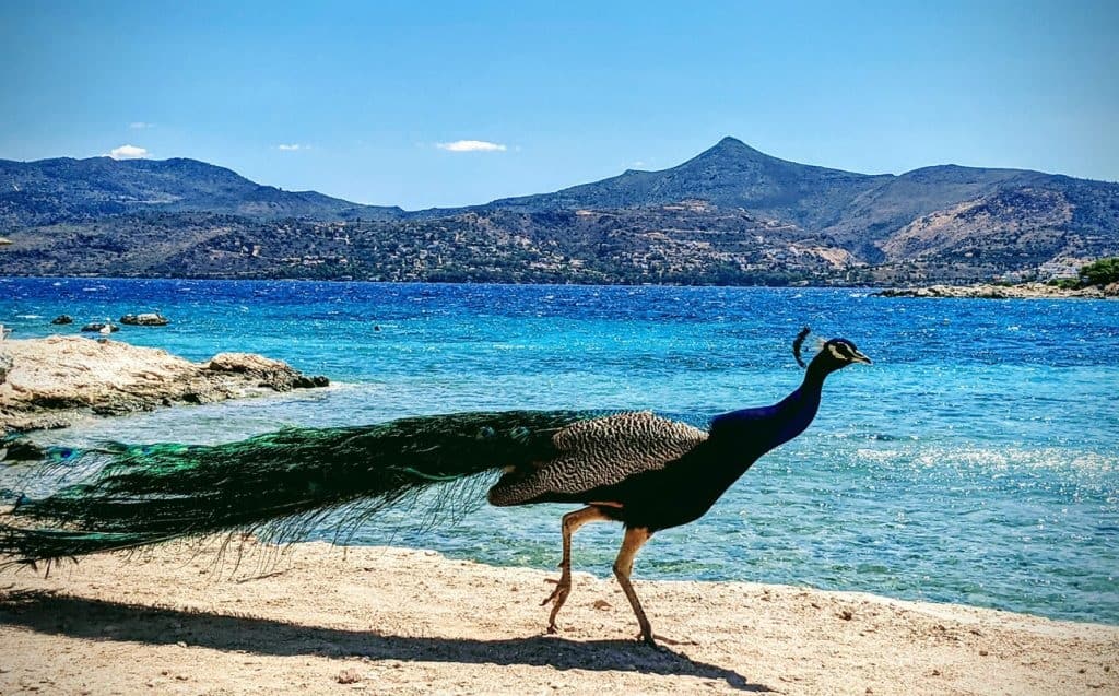 Moni island peacock