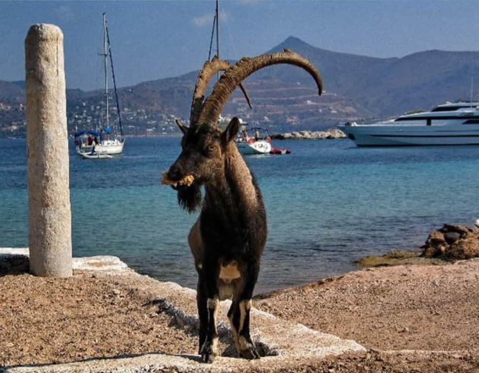 Moni island goat