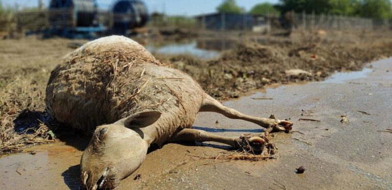 More than 100,000 animals killed in the Thessaly floods; starvation risk for surviving livestock