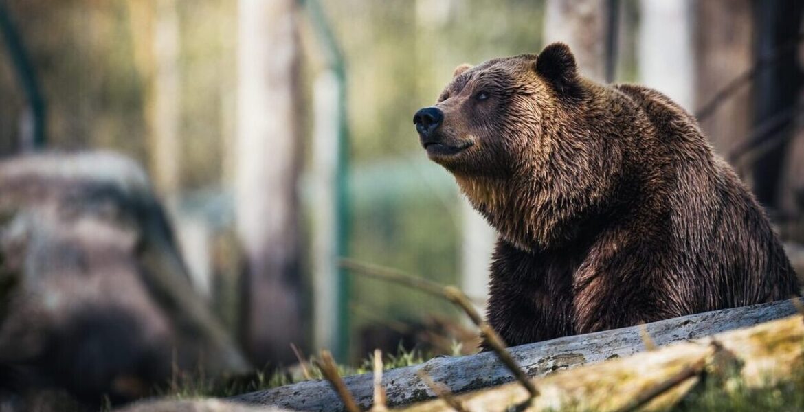 bear bears