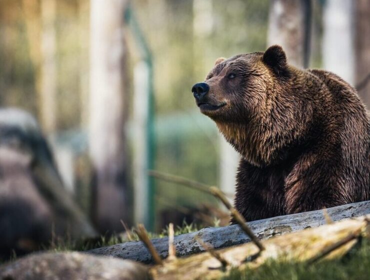bear bears