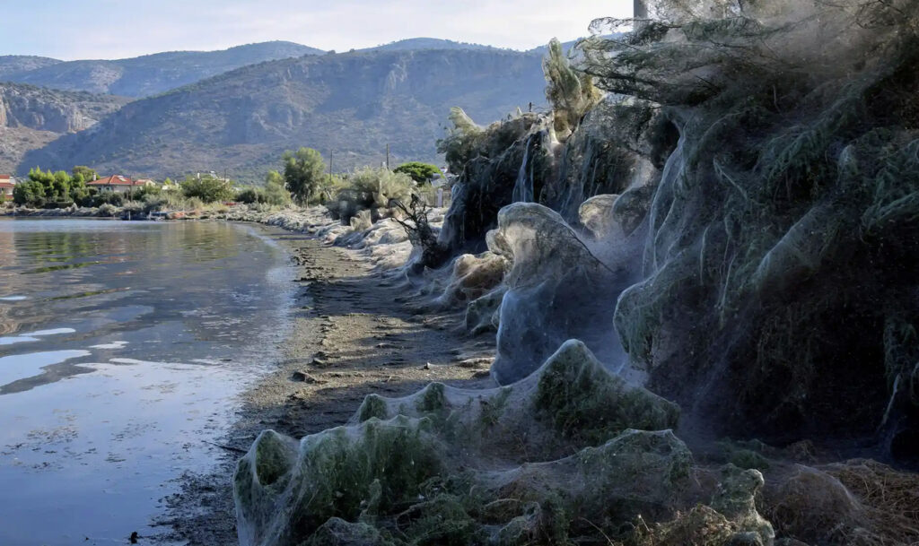 Unravelling the Mystery of Aitoliko: The Greek Town Covered in Spider Webs