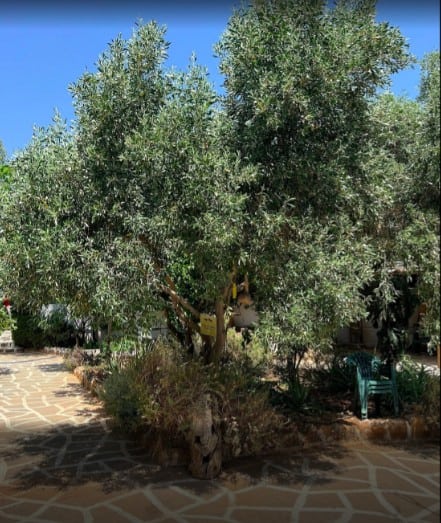 Research Initiative Aims to Enhance Olive Production