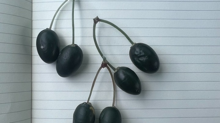 smart olives