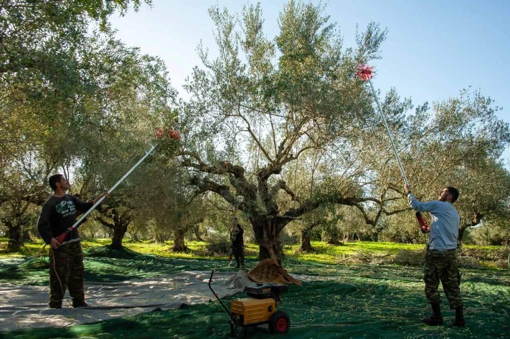 The Olive Harvest in Greece workers