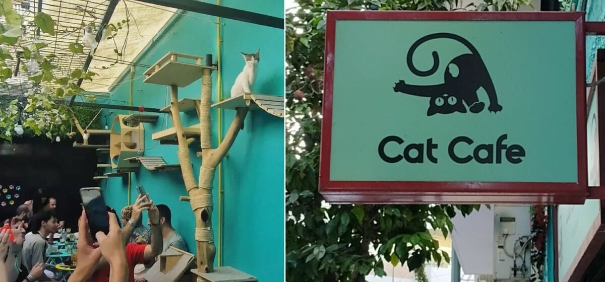 Cat Cafe Athens