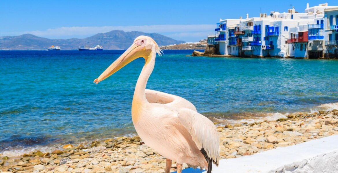Mykonos pelican