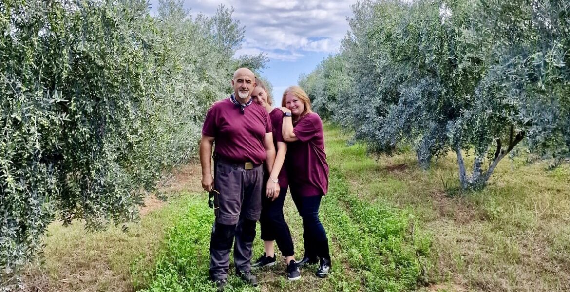 Halkidiki olive trees
