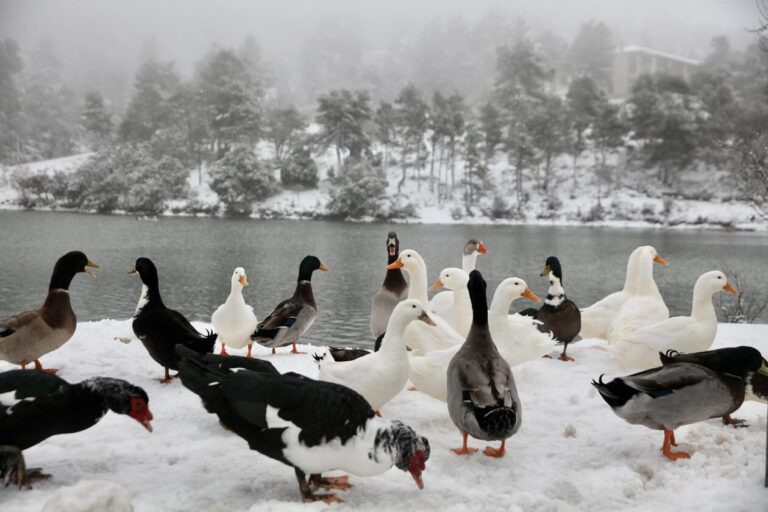 Magical images of the snow in Hippocrates Politia and Lake Beletsi