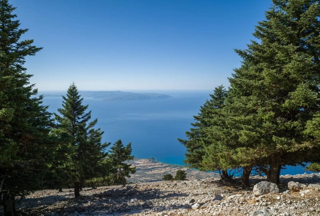 The first virgin forest was discovered by scientists on Mount Ainos in Kefalonia/Photo: Shutterstock