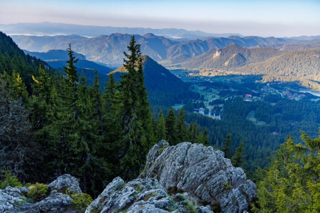The spruce is mainly found in the Rhodopes mountain range/Photo: Shutterstock