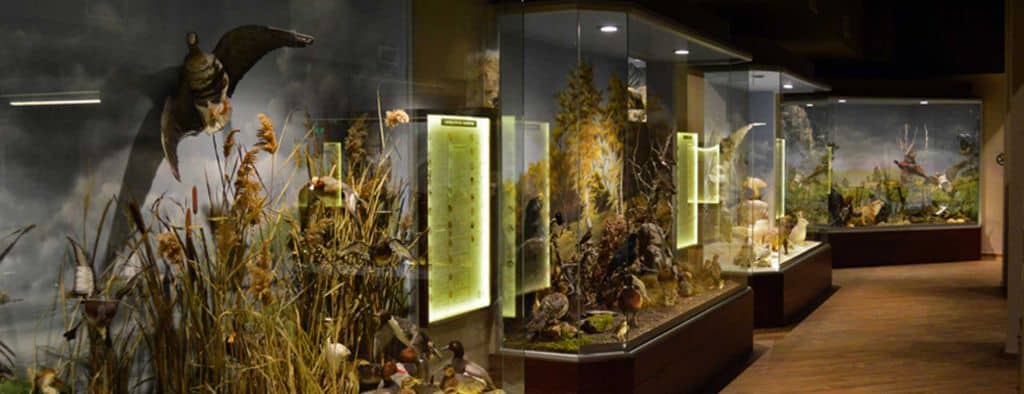 Museum of Natural History of Meteora