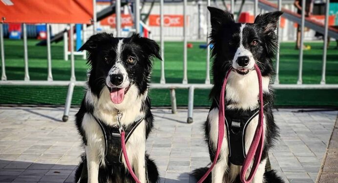 Woof Festival 2024: The massive festival for pets in Athens on June 1 and 2