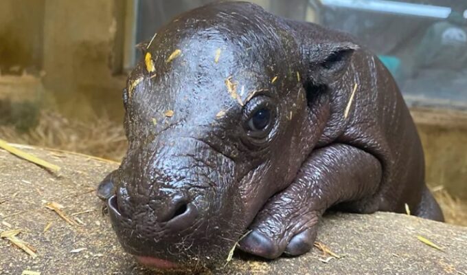 Rare Baby Pygmy Hippo Born at Athens Zoo