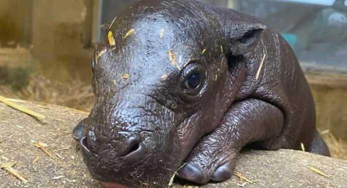 Rare Baby Pygmy Hippo Born at Athens Zoo [video]