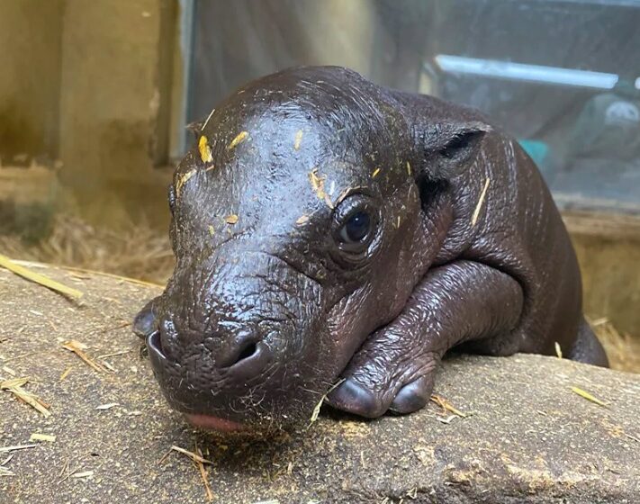 Rare Baby Pygmy Hippo Born at Athens Zoo