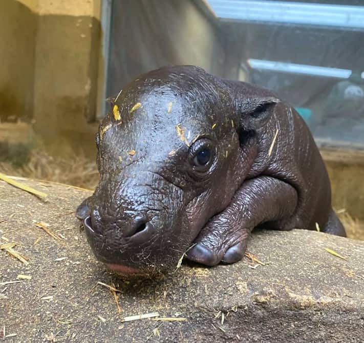Rare Baby Pygmy Hippo Born at Athens Zoo