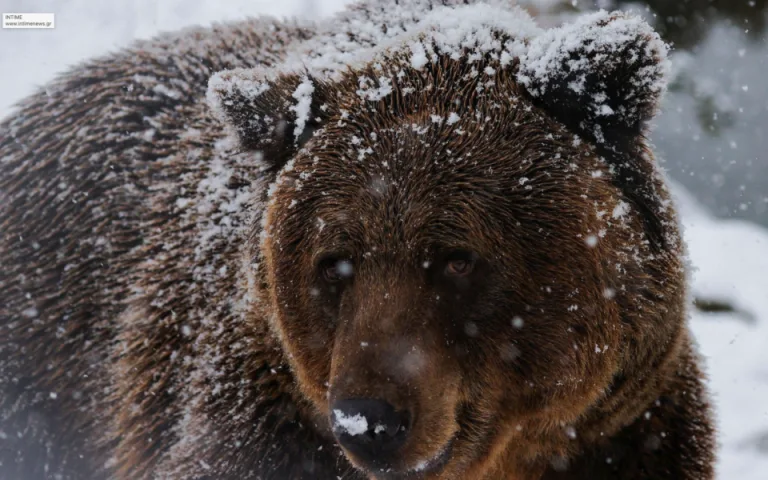Bear attacks raise concerns in Greece and North Macedonia