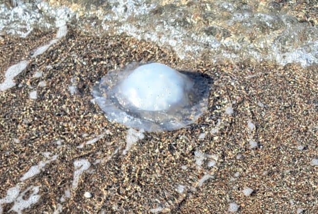 Giant Jellyfish Spotted in Rhodes: What Swimmers Need to Know