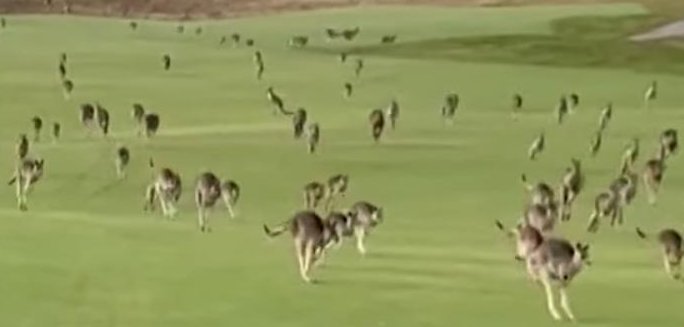 Kangaroo 'stampede' interrupts golf games in Australia