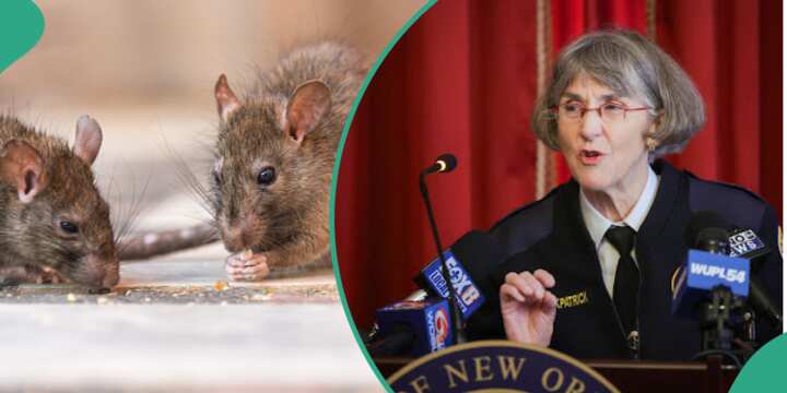 Rats eat marijuana from police evidence room