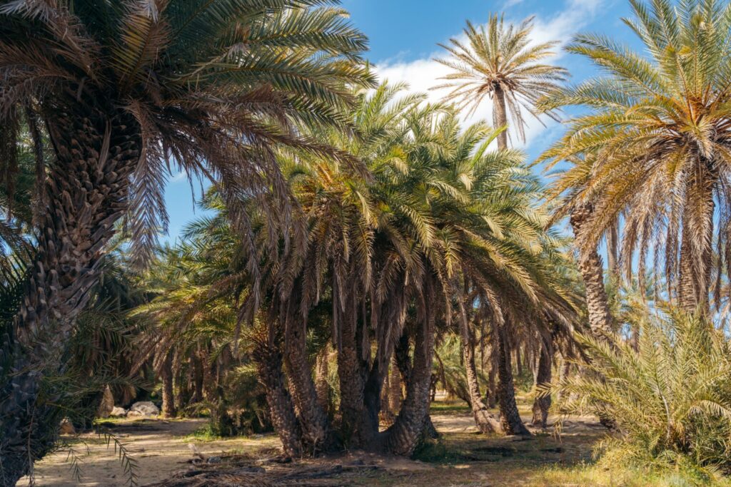 Palm forest of Vai