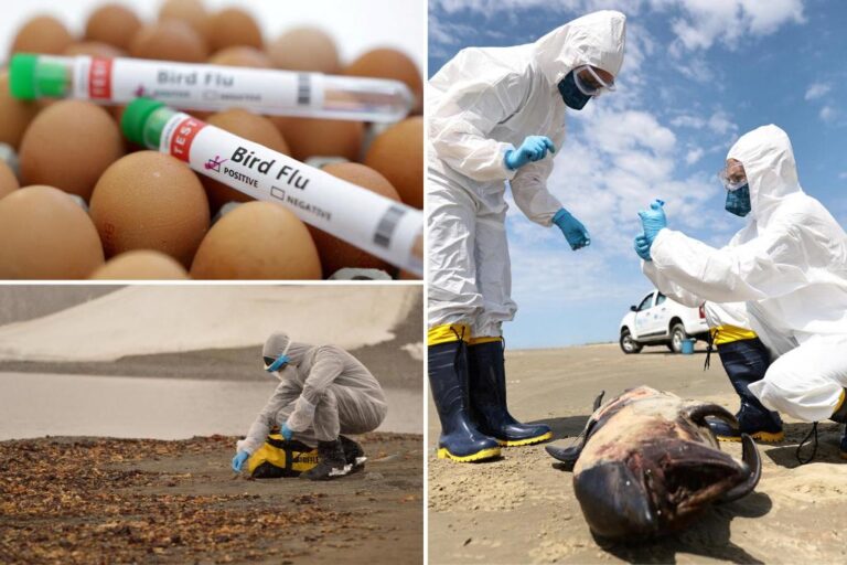 Bird flu pandemic could be ‘100 times worse’ than COVID, scientists warn, NY Post reports