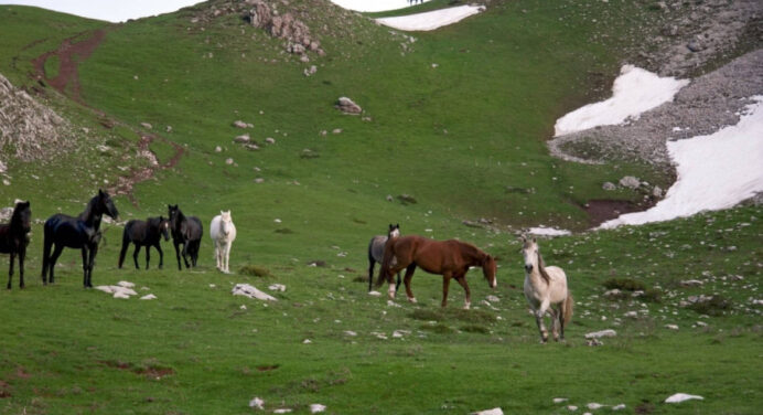 Karditsa: Animal welfare organisation calls on volunteers to help search for 60 missing horses