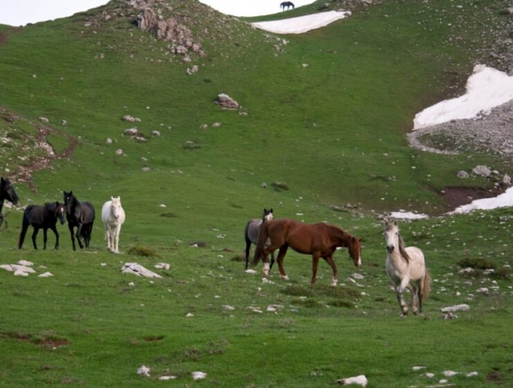 karditsa horses