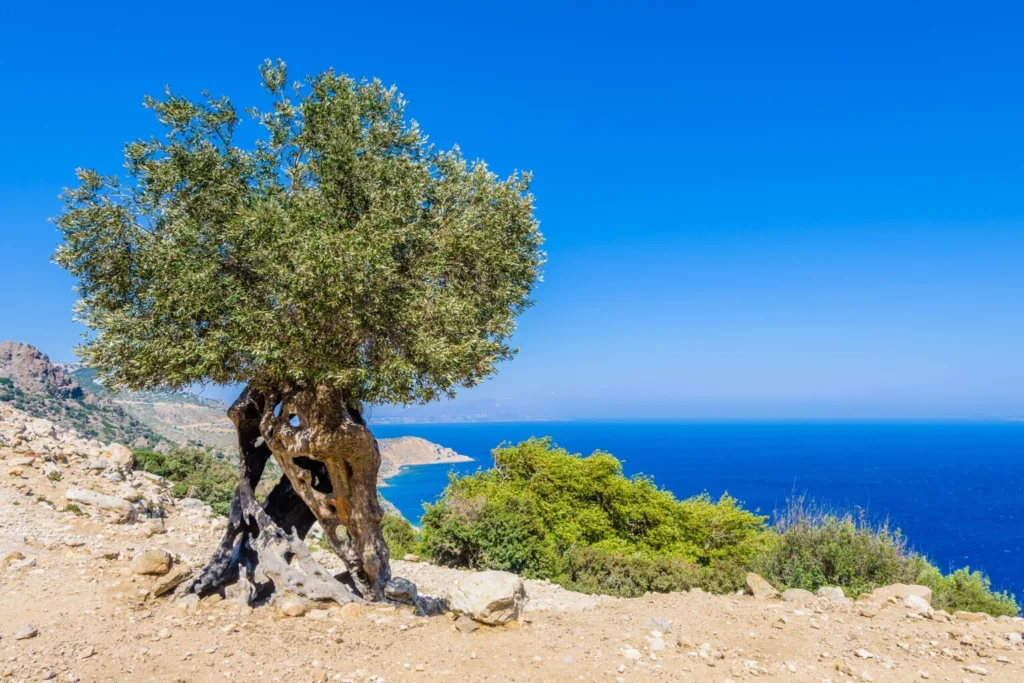 Olive groves olive tree Kos