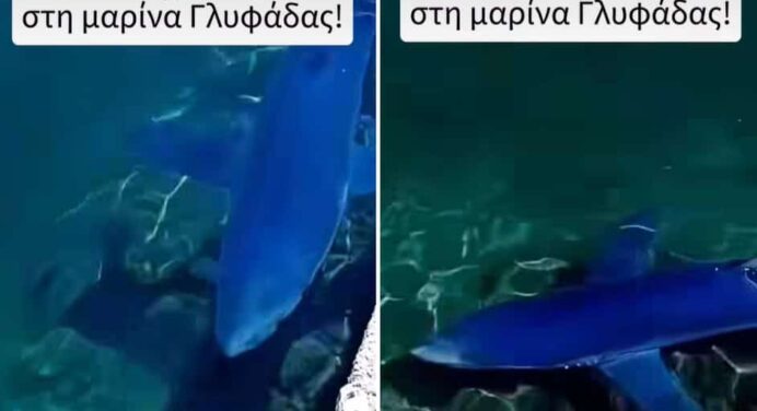 Shark spotted in Glyfada - See the video