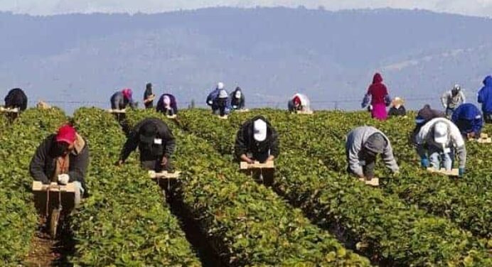 Greece to Hire Egyptian Farm Workers Amid Labour Shortage