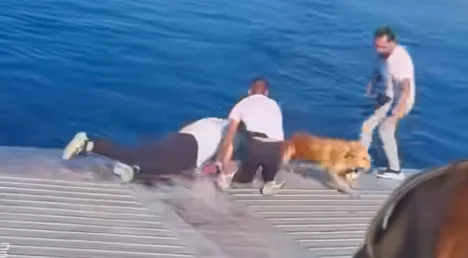 Crew of Salamis Ferry Rescues Dog Overboard
