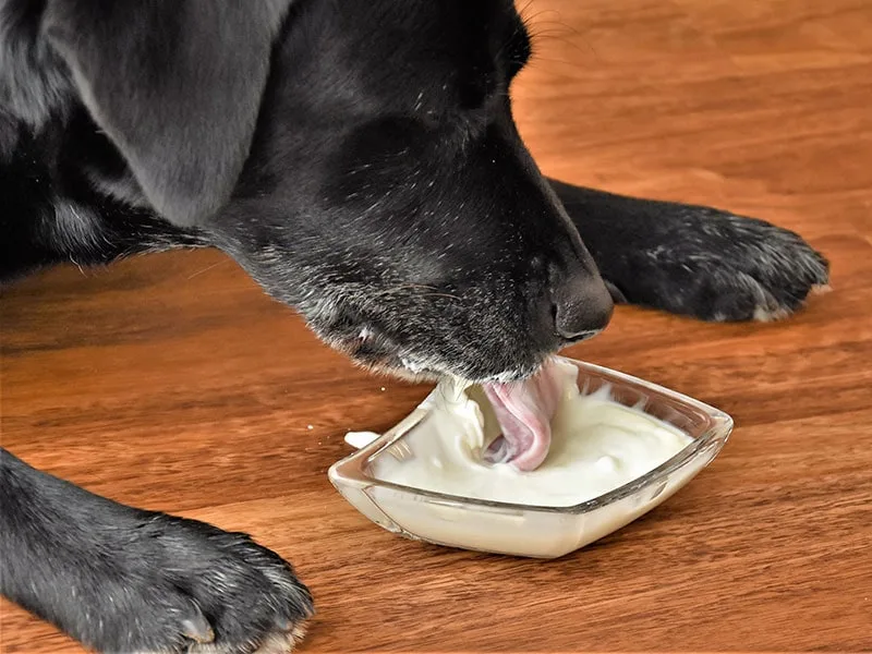dog eating yoghurt