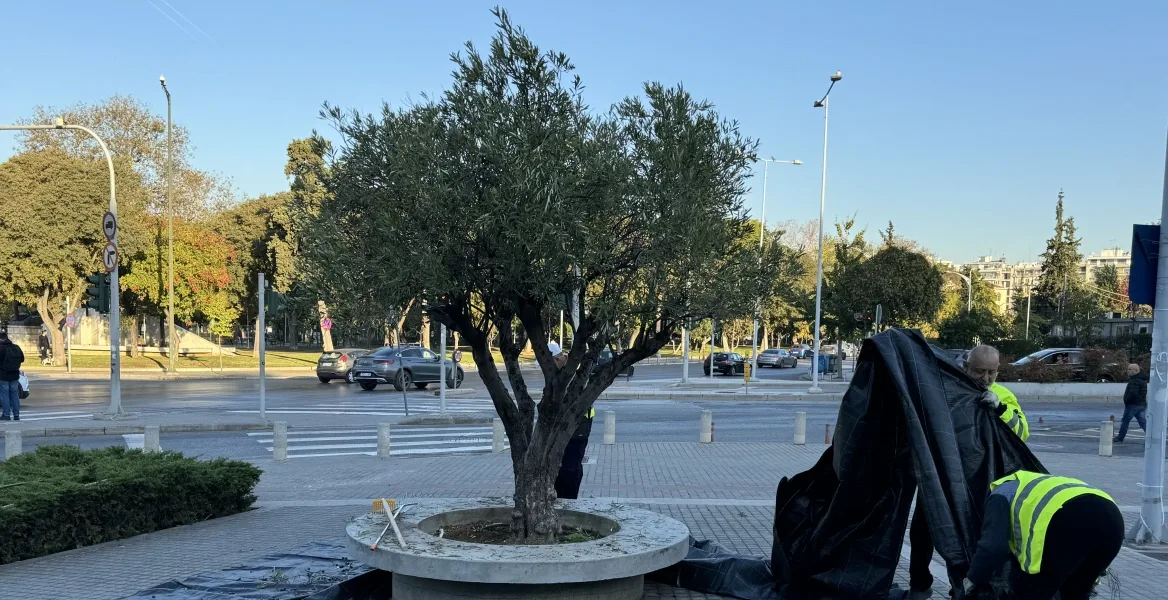 Thessaloniki Harvests City Olives to Produce Its Own Organic Olive Oil for the First Time