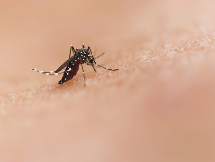 First West Nile Virus Cases of 2025 Detected in Greece
