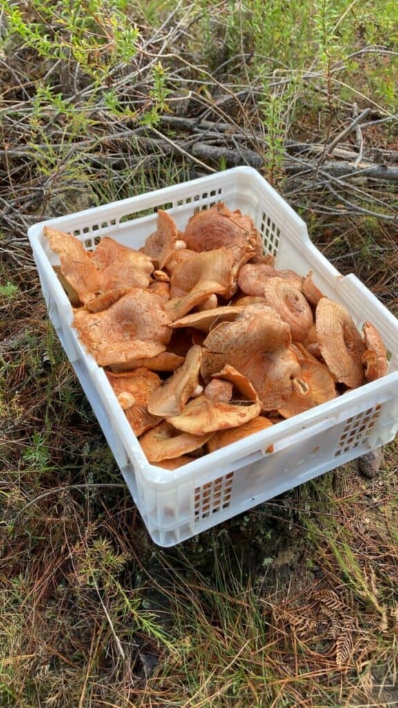 The Traditional Plate