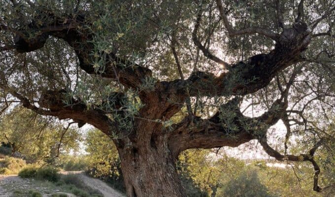 The Wild Olive: How Ancient Greek Trees Are Rewriting the World’s Understanding of Medicinal Olive Oil