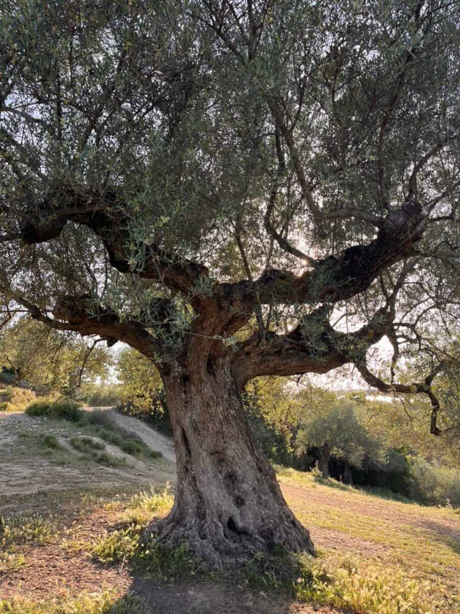 The Wild Olive: How Ancient Greek Trees Are Rewriting the World’s Understanding of Medicinal Olive Oil