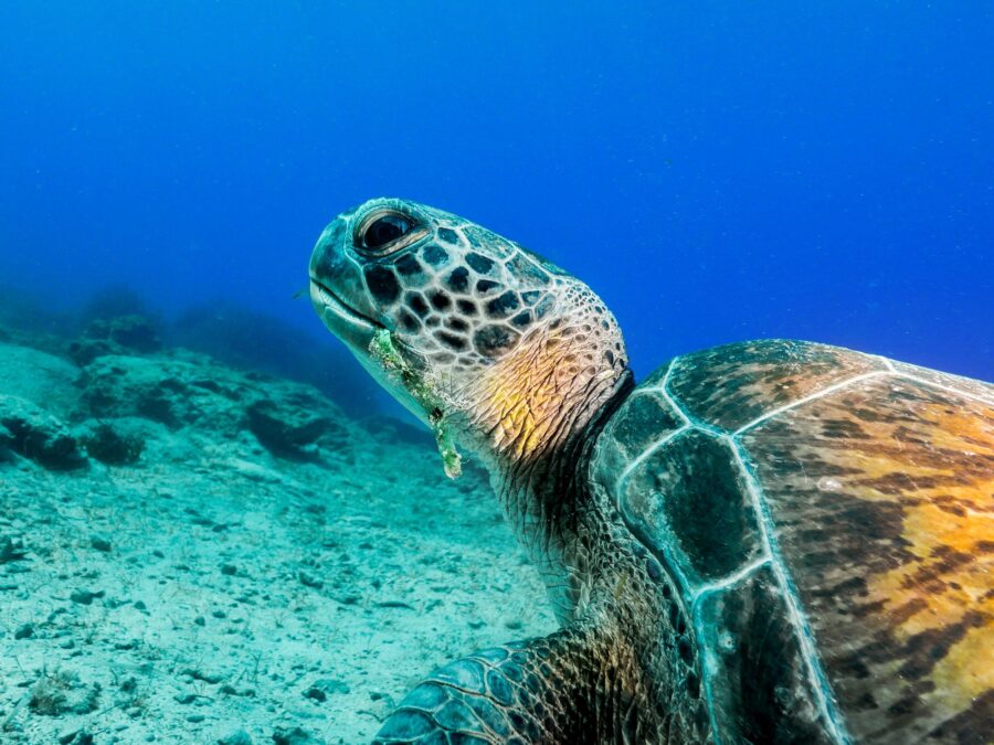 Six Endangered Green Turtles Spotted in the Waters of Messolonghi Lagoon
